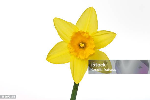 Foto de Narciso e mais fotos de stock de Narciso - Família do Lírio - Narciso - Família do Lírio, Figura para recortar, Fundo Branco