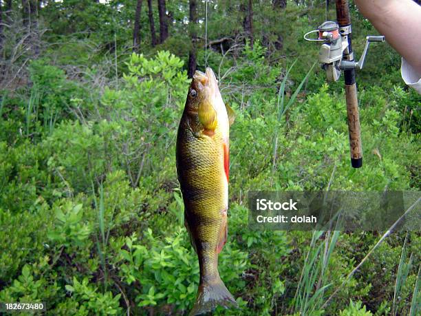 Foto de Nice Ver e mais fotos de stock de Amarelo - Amarelo, Anzol de pesca, Atividade Recreativa