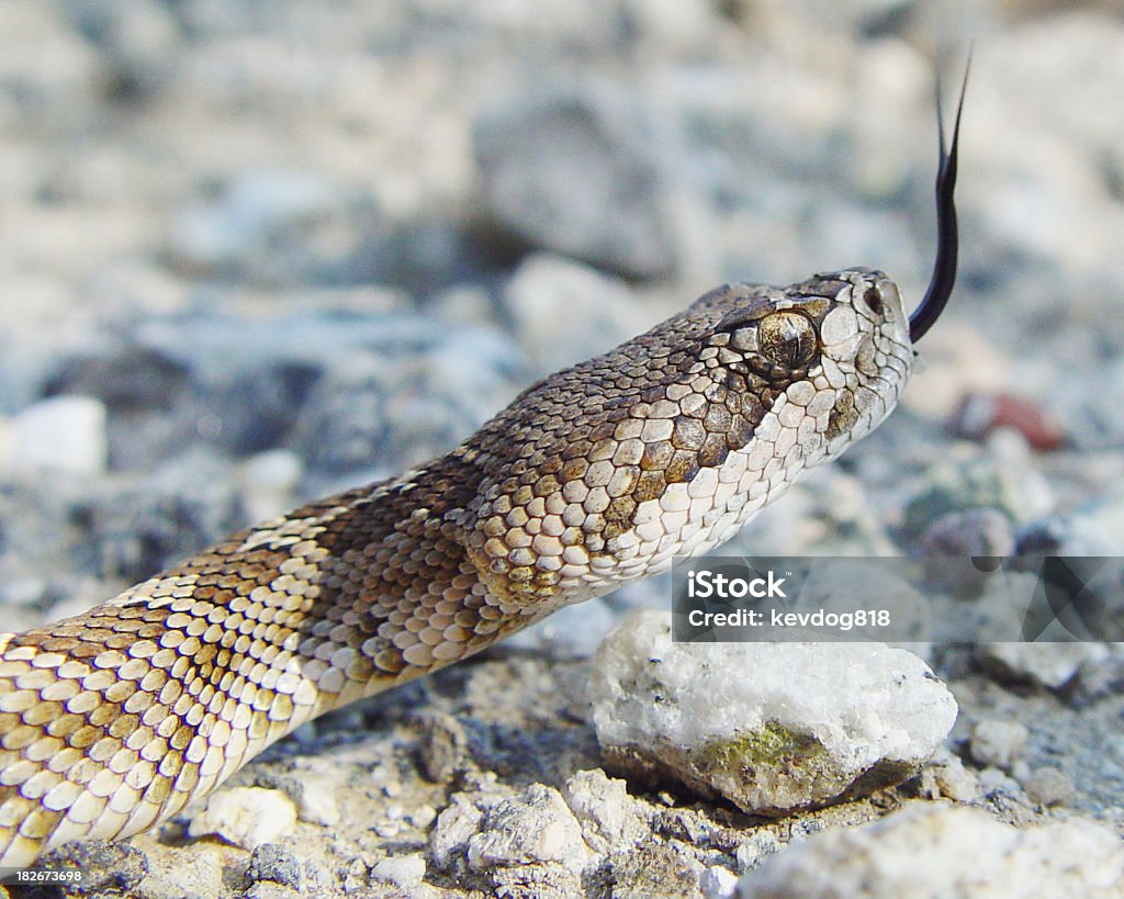 Serpente a sonagli - Foto stock royalty-free di Serpente a sonagli