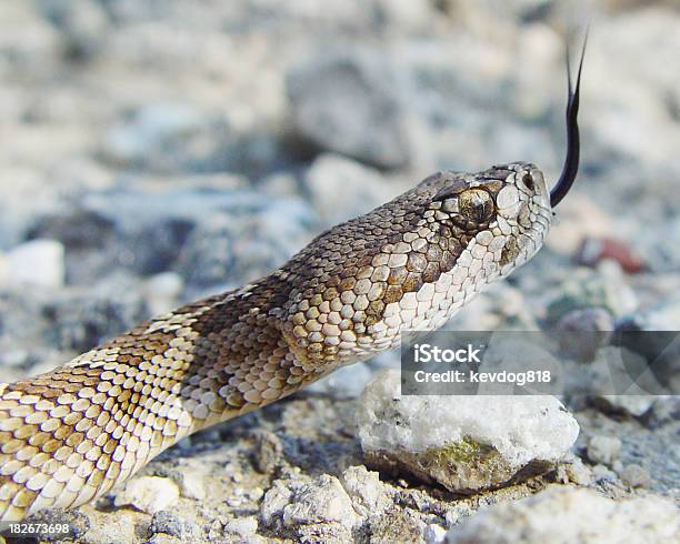 Serpente A Sonagli - Fotografie stock e altre immagini di Serpente a sonagli - Serpente a sonagli, Animale, Animale selvatico