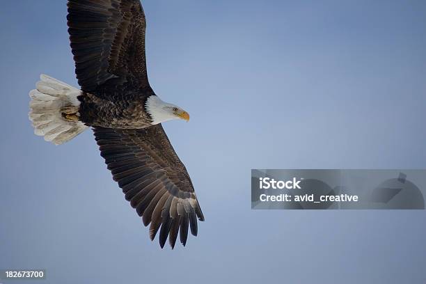 Bald Eagle Alti - Fotografie stock e altre immagini di Adulto - Adulto, Ala di animale, Ambientazione esterna