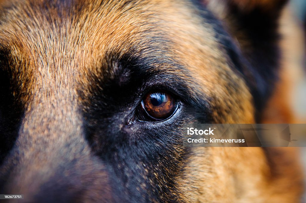 Close-up of German Shepard brown eye looking straight at us Dog German Shepherd looking towards the camera. The photo has an extremley shallow depth of field. Dog Stock Photo