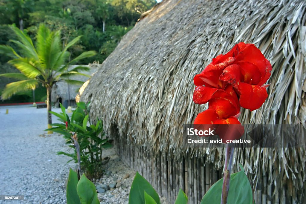 Red Flower at Kuna Village A bright red flower contrasts against the texture and muted, natural colors of a thatched roof in Mi Pueblito, Panama. These thatched buildings are typical of those found on the San Blas islands (Kuna Yala). Click here to view more photos from this series Indigenous Culture Stock Photo