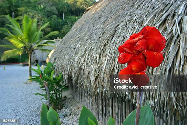 Red Flower At Kuna Village Stock Photo - Download Image Now - Indigenous Culture, Panama, Flower