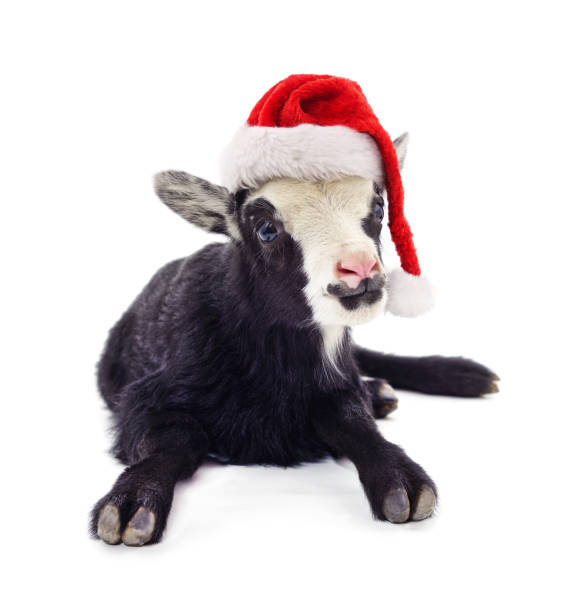 istock Black goat in christmas hat. 1826739327
