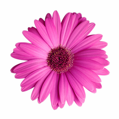 An isolated gerber daisy