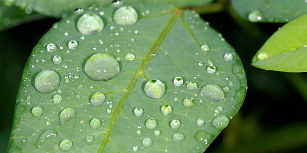 Lots of drops on Leaf Lots of drops on Leaf stetner stock pictures, royalty-free photos & images