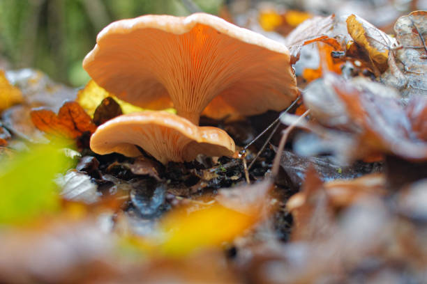Close-up of a wild mushroom growing from a decaying log, partially covered by a yellow autumn leaf in a natural woodland setting.