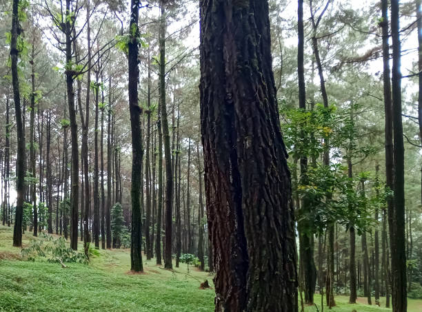 istock Cold temperature in pine forest. Misty pine forest in autumn. 1826743102