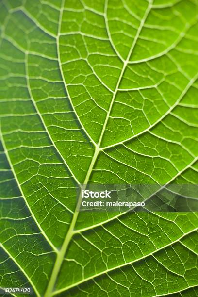 Photo libre de droit de Feuille banque d'images et plus d'images libres de droit de Beauté de la nature - Beauté de la nature, Couleur verte, Croissance