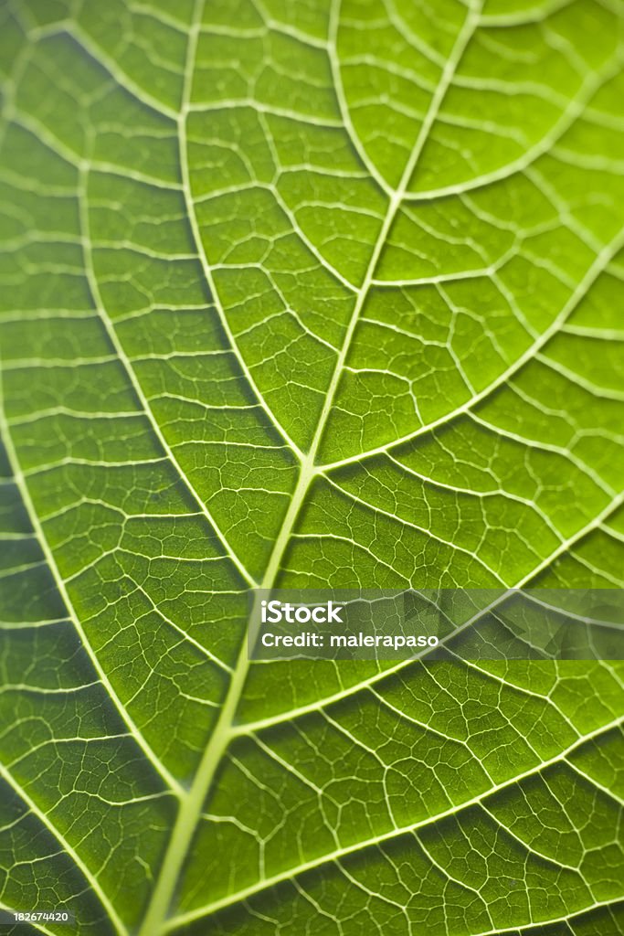 Foglia - Foto stock royalty-free di Ambiente