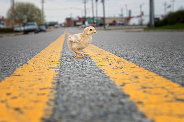 Studio Shot Why did the chicken cross the road
