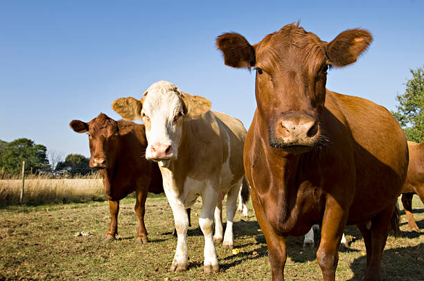 Herd of cows grazing by the cornfield.