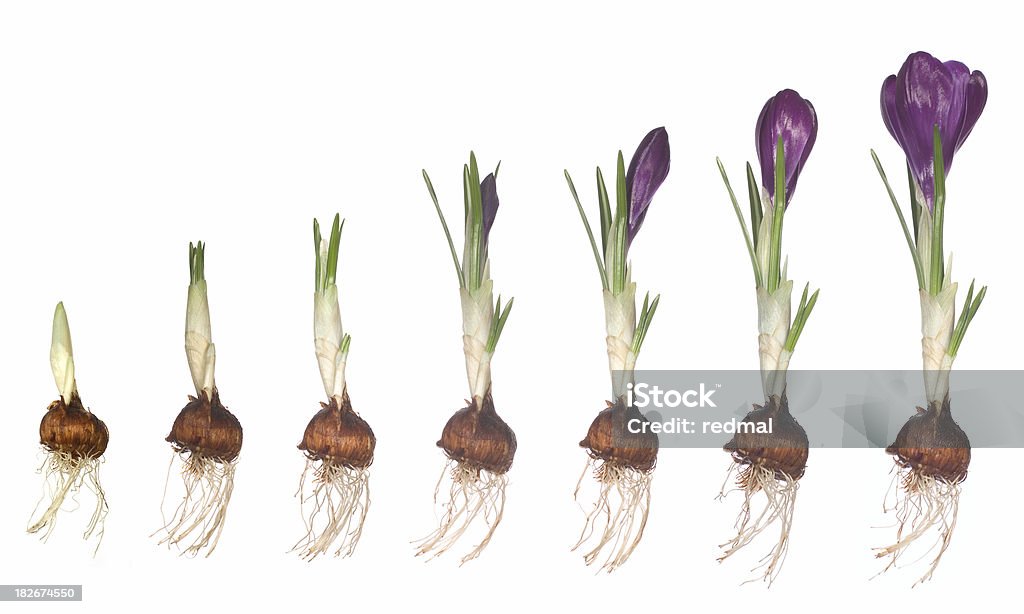 bloom unfolding Crocus flower bulb from first shoot to full bloom Flower Stock Photo