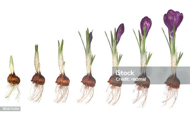 Bloom Unfolding Stock Photo - Download Image Now - Flower, Plant Bulb, Development