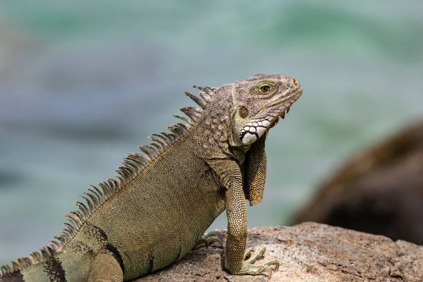 istock Closeup, Green Iguana on rock. Looking at camera. Ocean in background. 1826745782