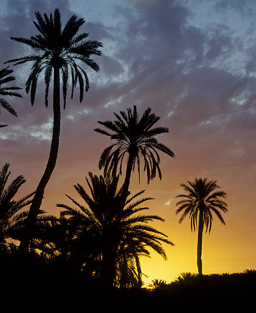 istock Oasis Tozeur, Tunisia 182674663