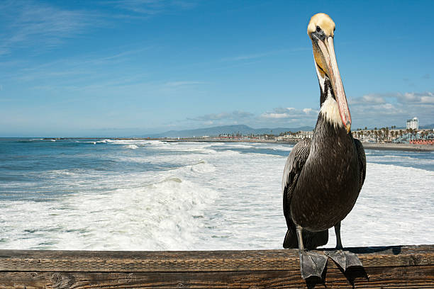 A pelican flys over a beach at sunset with a pier in the background with a pier in the background