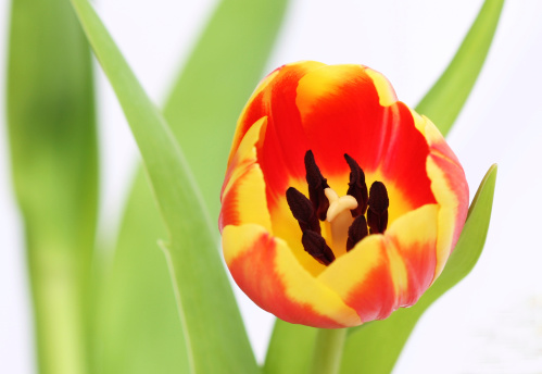 Macro of a two colored tulip isolated on white.