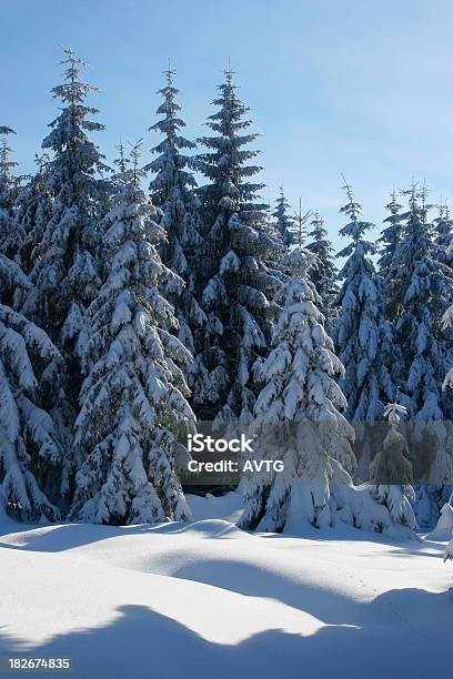 Foresta Di Inverno Xiii - Fotografie stock e altre immagini di Abete - Abete, Affollato, Albero