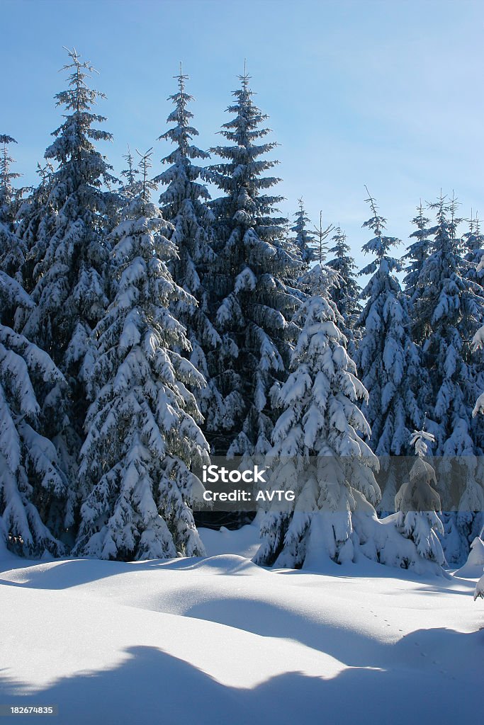 冬の森林 13 - カッコいいのロイヤリティフリーストックフォト