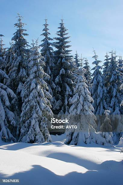 冬の森林 13 - カッコいいのストックフォトや画像を多数ご用意 - カッコいい, コンセプト, トウヒ
