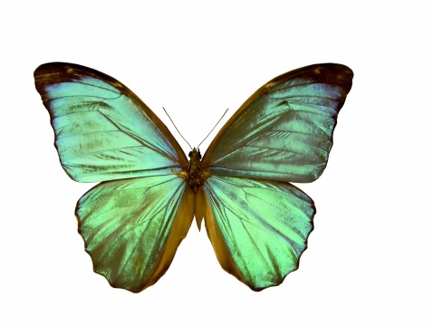 A green and yellow butterfly on a leaf on a blurred background