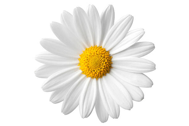 margarida - daisy white single flower isolated - fotografias e filmes do acervo