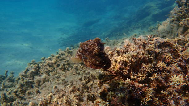 istock Common cuttlefish or European common cuttlefish (Sepia officinalis) undersea 1826751686