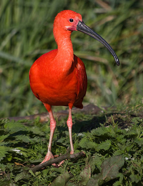 scarlet アイビスクローズアップ - scarlet ibis ストックフォトと画像