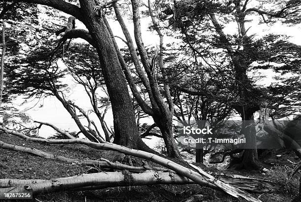 Drzew - zdjęcia stockowe i więcej obrazów Argentyna - Argentyna, Czarno biały, Drzewo