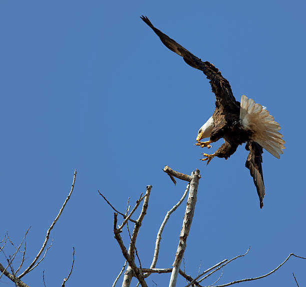 istock Powerful Bald Eagle, Landing in Treetop, Blue Sky Background 182675372