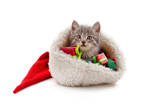 Kitten with Christmas gifts isolated on a white background.
