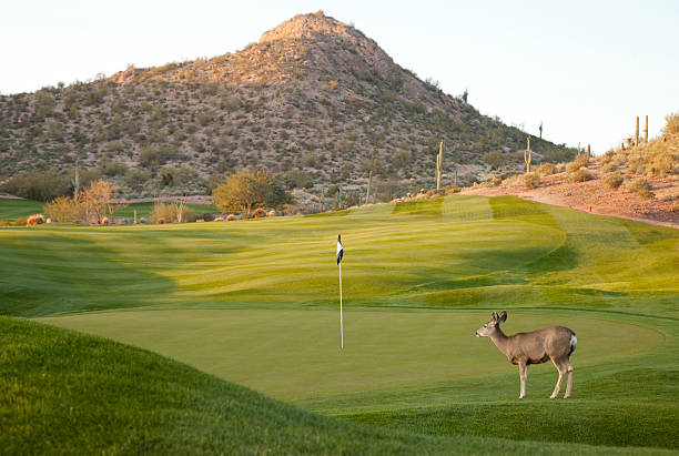 Arizona golf course with deer stock photo