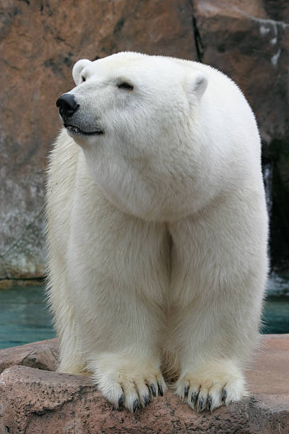 polar bear - polar bear bear white close up stock-fotos und bilder