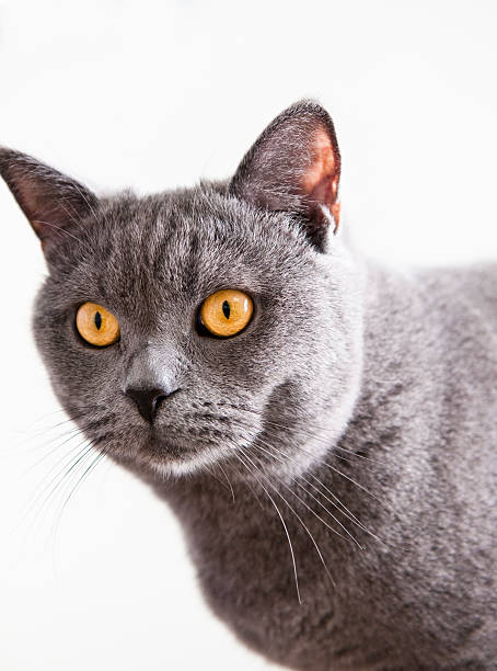 istock Cat British Shorthair yellow eyes 182675502