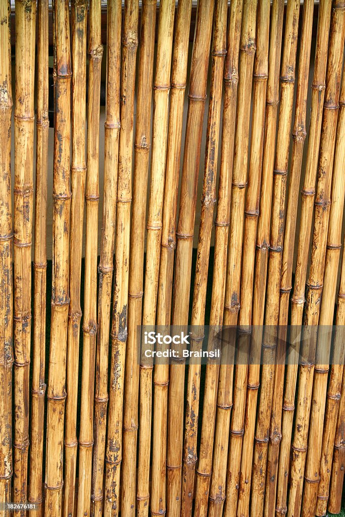 Parede de cana-de-açúcar - Foto de stock de Amarelo royalty-free