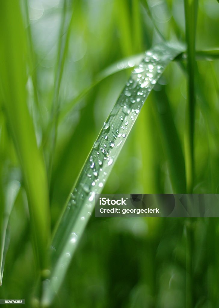 Brin d'herbe de printemps-Rosée - Photo de Fléole des prés libre de droits