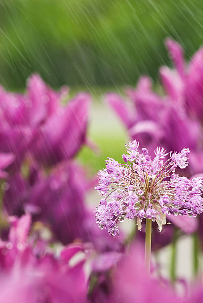 allium'purple sensation'w deszczu - drop defocused focus on foreground herbal medicine zdjęcia i obrazy z banku zdjęć