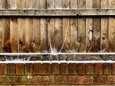 Frozen cobwebs on a wooden fence in Norwich. December 2023