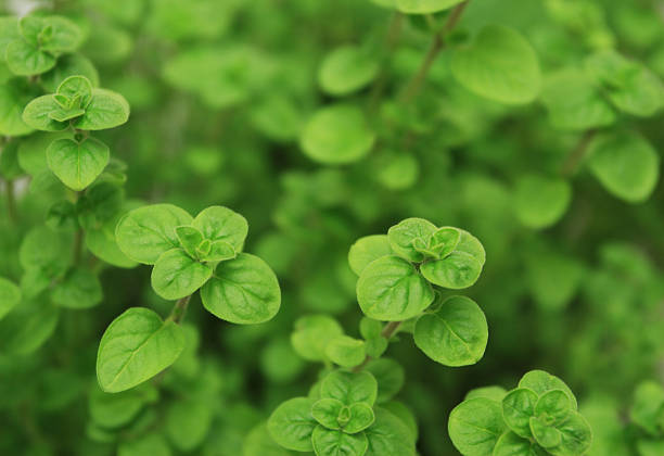 orégano frescos. - oregano herb garden herb gardens imagens e fotografias de stock