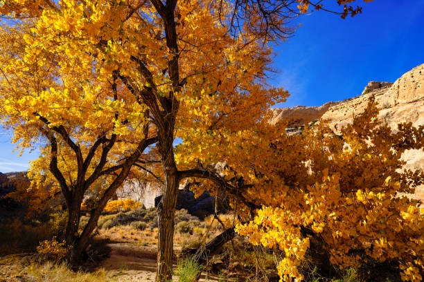 Autumn Colors in Capitol Reef National Park - Backlit Cottonwood Trees with scenic peak autumn leaf color. Canyon country, Utah, USA.
