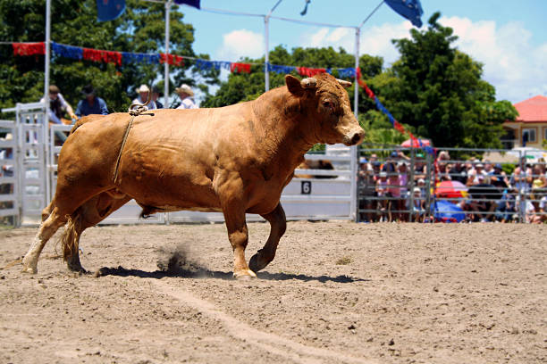 Raging Bull A ferocious bull kicks up dirt in the arena. feirce stock pictures, royalty-free photos & images