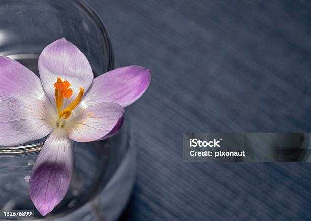 Krokus Stockfoto und mehr Bilder von Baumblüte - Baumblüte, Blume, Blüte