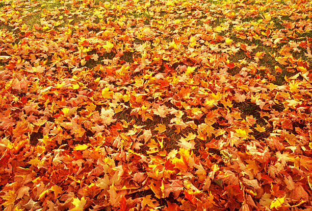 istock New England Bed of Leaves 182677077