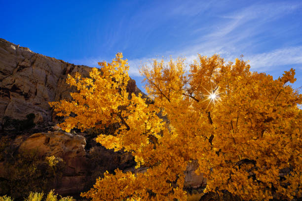 Autumn Colors in Capitol Reef National Park - Backlit Cottonwood Trees with scenic peak autumn leaf color. Canyon country, Utah, USA.