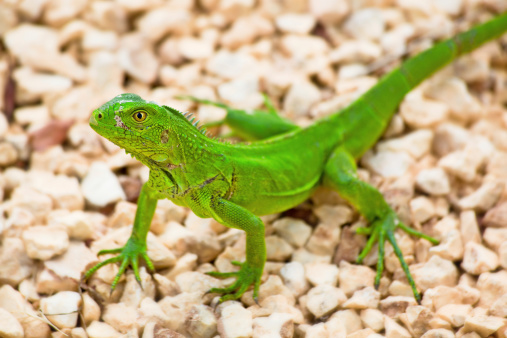 Wild Young green Iguana on gravel in Aruba