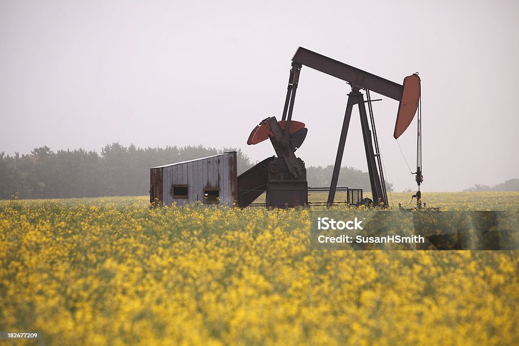 Pompa Jack in Canola Field - Foto stock royalty-free di Canola