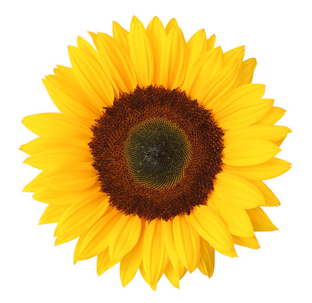해바라기 격리됨에 - single flower sunflower daisy isolated 뉴스 사진 이미지