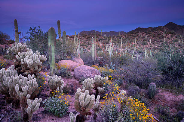 砂漠ガーデン - cholla cactus ストックフォトと画像